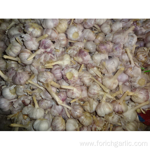 Fresh Normal White Garlic 5.0-5.5cm